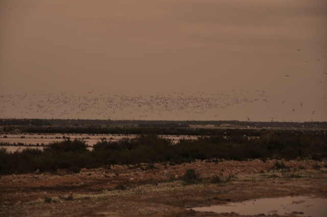 portugal, the algarve, vilamou-29.jpg - 2500 GREATER FLAMINGOS - PORTUGAL 2011